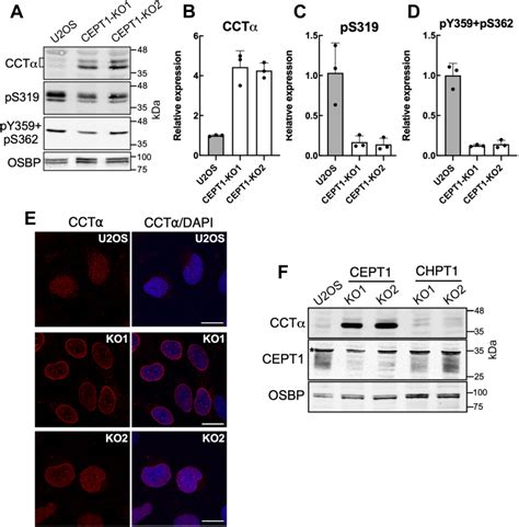 Human Epithelial Bone Osteosarcoma U2os Cells Atcc Bioz