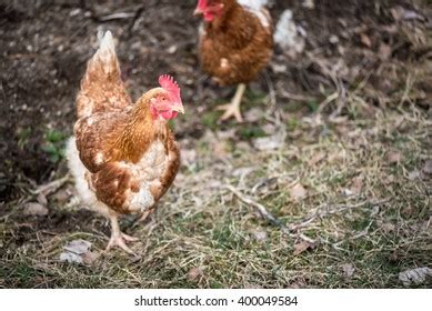 Red Sex Link Hens Stock Photo 400049584 Shutterstock