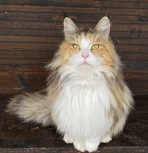 Lionheartcoon Tiffany Lionheart Maine Coon