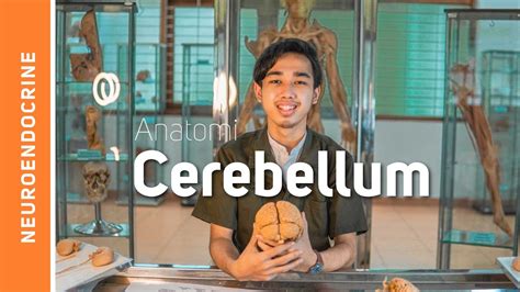 Sistem Saraf: Cerebellum (Otak Kecil) – Virtual Learning Fakultas