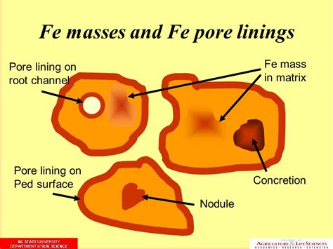 Redoximorphic Features And Hydric Soils Nc State University Department