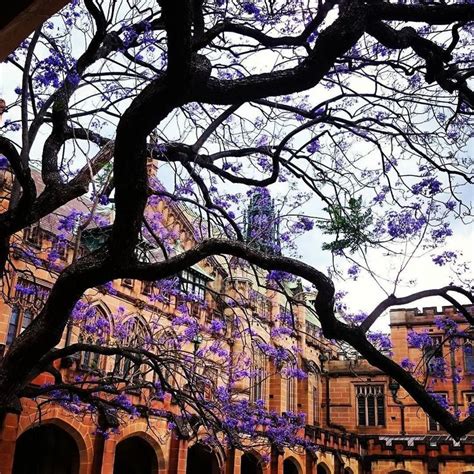 Gaith Bader On Instagram Our Famous Jacaranda Tree In The Quad The