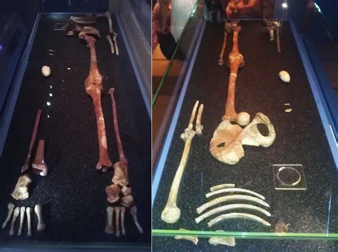 Red Lady of Paviland: the story of a 33,000 year-old-skeleton – and the calls for it to return ...