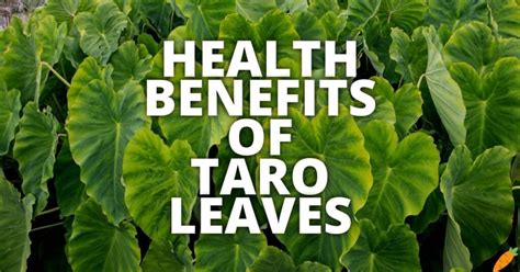 20 Potential Health Benefits Of Taro Leaves