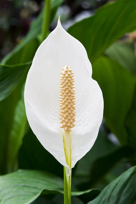 Spathiphyllum Wikipedia