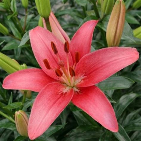 Lilium Sylt