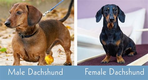 Male Vs Female Dachshund Main Differences With Pictures Hepper