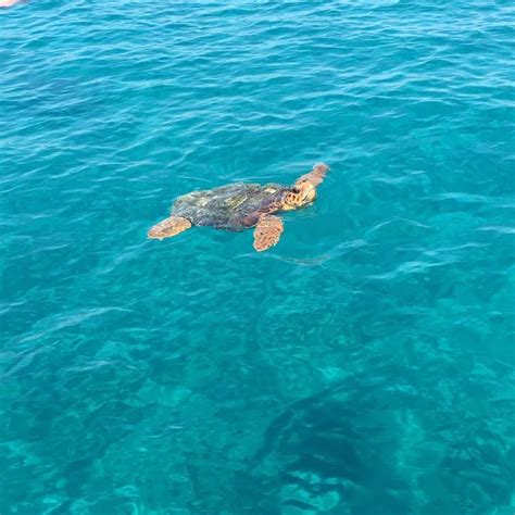 Greece Sea Turtle Experience