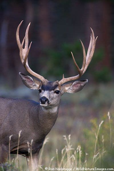 106 best Estes Park Wildlife images on Pinterest | Elk, Estes park ...