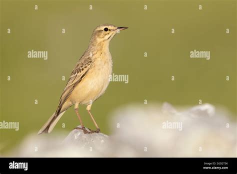 Tawny Pipit Anthus Campestris Adult Perched On A Rock Abruzzo