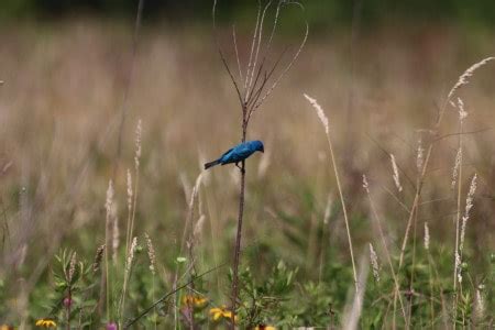 Smoky Mountain Birds