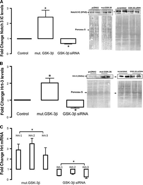 Gsk Enhances Notch Signaling A The Effect Of Ectopic Expression Of