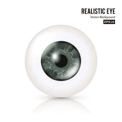 Mata Realistis Ilustrasi Vektor 3d Human Glossy Photo Rrealistic Eye With Shadow And Reflection ...