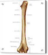 Humerus Photograph By Asklepios Medical Atlas Fine Art America