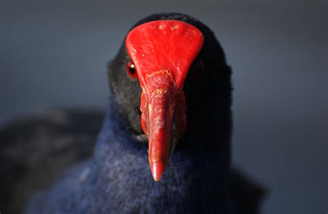 Free Images Wing Red Beak Black Fauna Close Up Newzealand