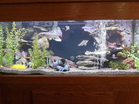 Photo 1 1 Of My 75 Gallon Tanks 15 Sun Catfish 9