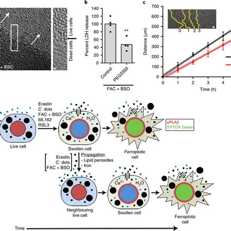 Ferroptosis Exhibits Propagative Spatiotemporal Patterns A B16f10 Download Scientific Diagram