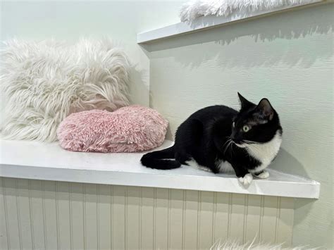 Adopt a kitten at All the Single Kitties cat cafe in Old Saybrook