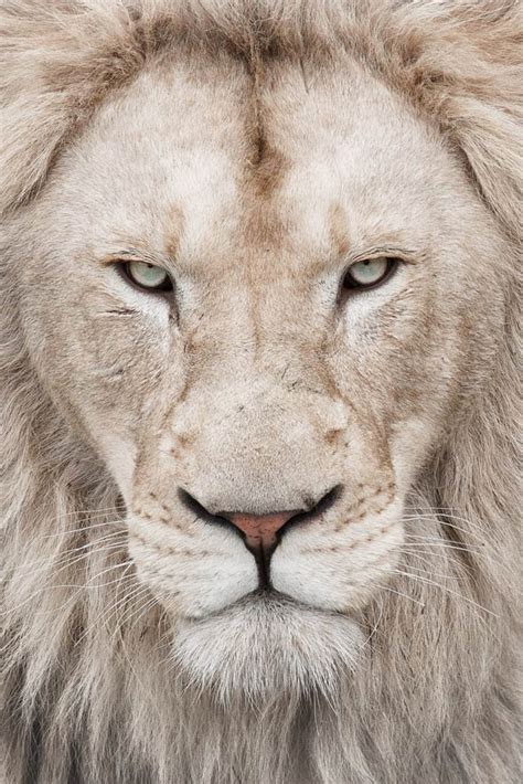 White lions | DinoAnimals.com