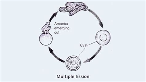 Amoeba Cell Labeled Structure Characteristics Movement Nutrition Reproduction Disease