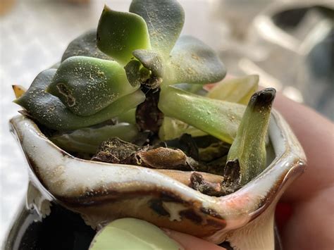 Half of stem on Emerald Ripple turned black?? : r/succulents