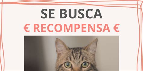 Colapso Recuperaci N Patria Como Hacer Un Cartel De Gato Perdido