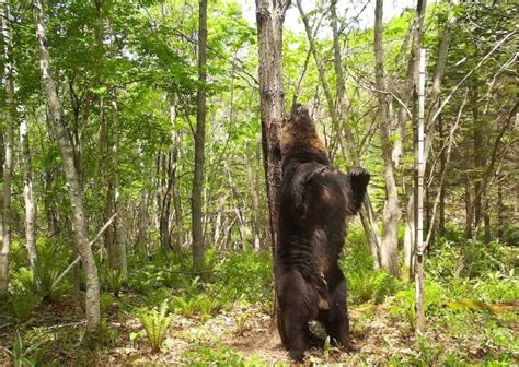 写真 6ページ目「ついに“幽霊”の足跡を捉えた！」神出鬼没のヒグマ・oso18を追い詰める“現役最強ヒグマハンター”の特殊能力