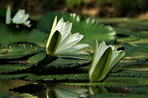 Water Lily Pond Flower - Free photo on Pixabay