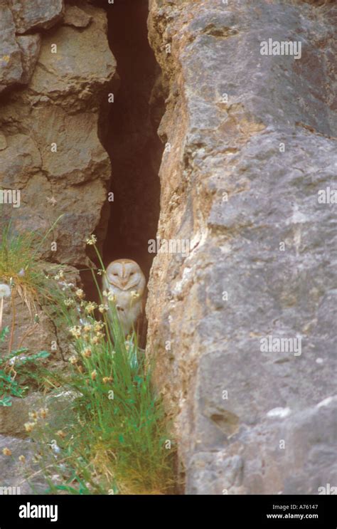 Barn Owl nesting in a crack in a cliff face Stock Photo - Alamy