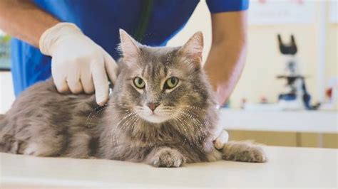 Can You Spay Your Cat in Heat? | Cornerstone Veterinary Hospital of ...