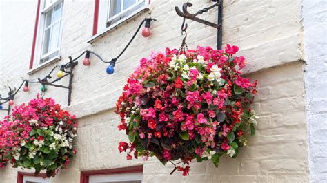 15 Pink Flowers Perfect For Hanging Baskets