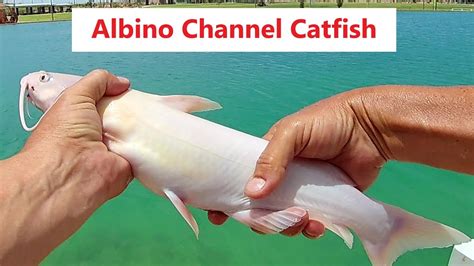 WOW Caught An Albino Channel Catfish YouTube