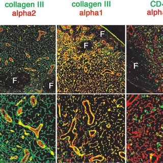 Integrin Expression On Cd C High Dc Subsets In The Pln Ln Cells From