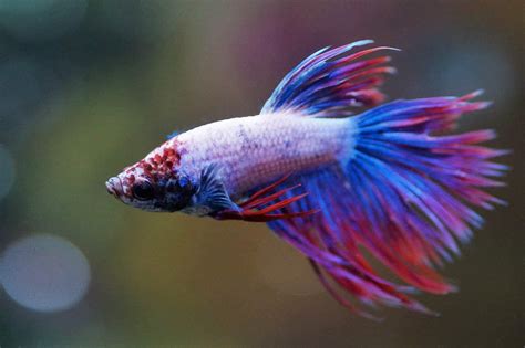 Marbled Betta 101 Marbling Magic Stunning Genes Tankofish