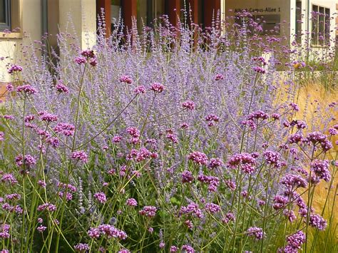 Verbena & Perovskia | Jörg Kaspari | Flickr
