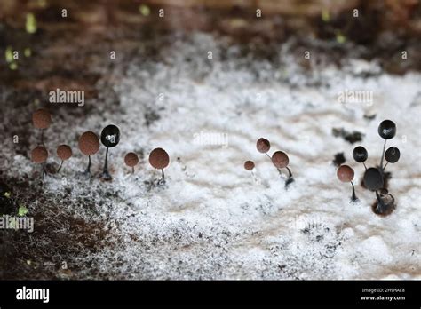 Comatricha Nigra A Plasmodial Slime Mold Sporangia On Decaying Wood