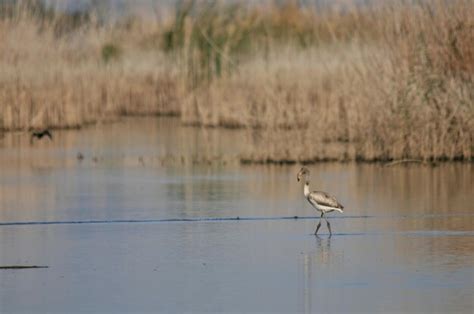 Premium Photo Bird On A Lake