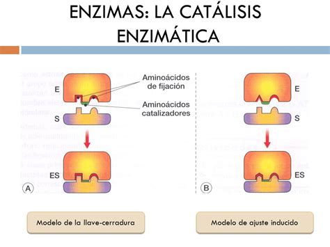 Tema Biocatalizadores Enzimas Ppt Descargar