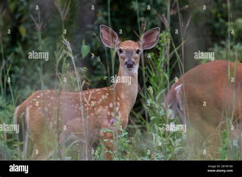 White-tailed deer fawn Stock Photo - Alamy