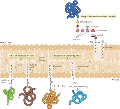 plasma membrane cell function pic 9 : Biological Science Picture ...