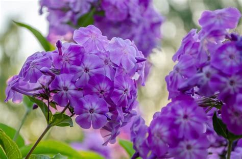 Premium Photo | Purple flowers on a bush