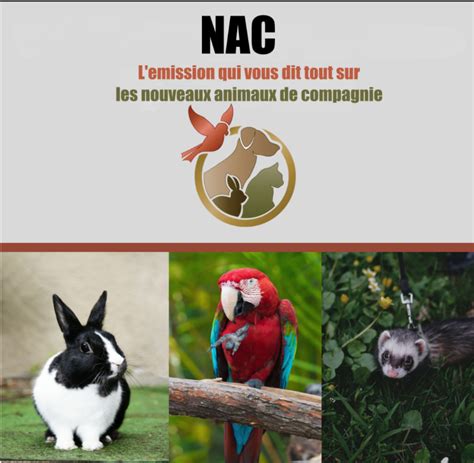 NAC l émission qui vous dit tout ou presque sur les nouveaux animaux