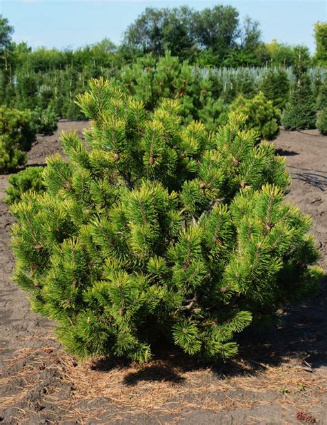 Сосна горная `Варелла`, Pinus mugo `Varella`