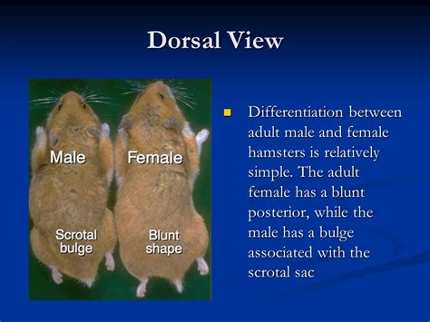 Hamsters Biology And Anatomy Ppt Video Online Download