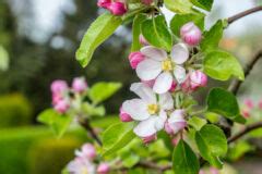 Apfelbaum Blüte vor Blattaustrieb