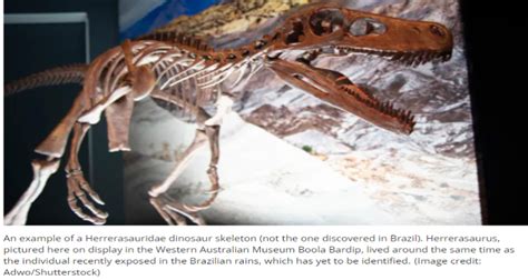 Heavy Rains Uncover Ancient Dinosaur Skeleton in Brazil: One of the ...