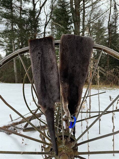 Premium Otter Pelt – New England Naturals