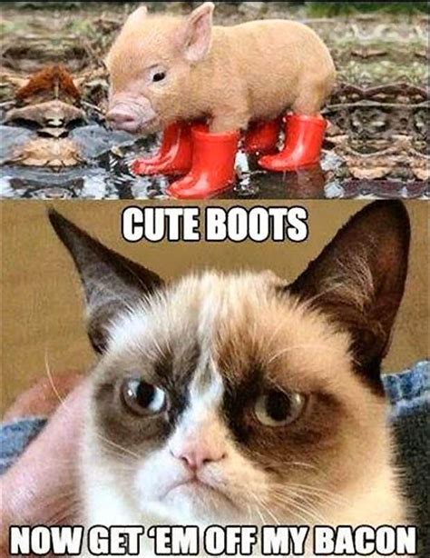 Best Grumpy Cat Quotes. QuotesGram