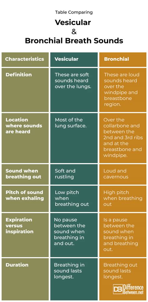 Difference Between Vesicular And Bronchial Breath Sounds Difference