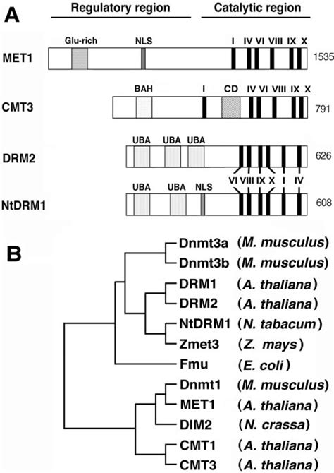 Comparison Of Plant Dna Methyltransferases A Schematic Illustration